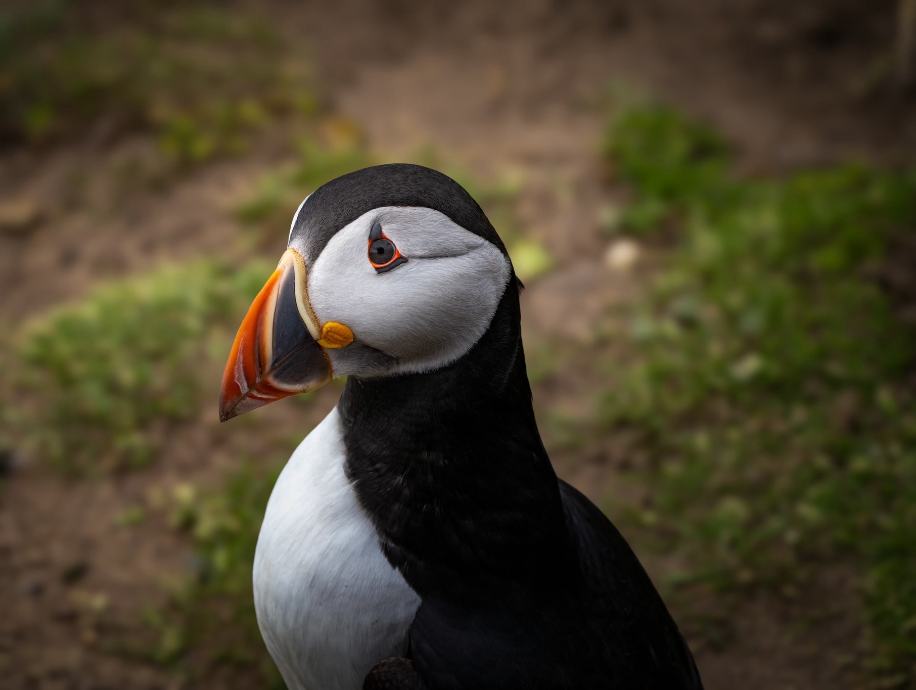 Closeup shot of a Puffin Bird